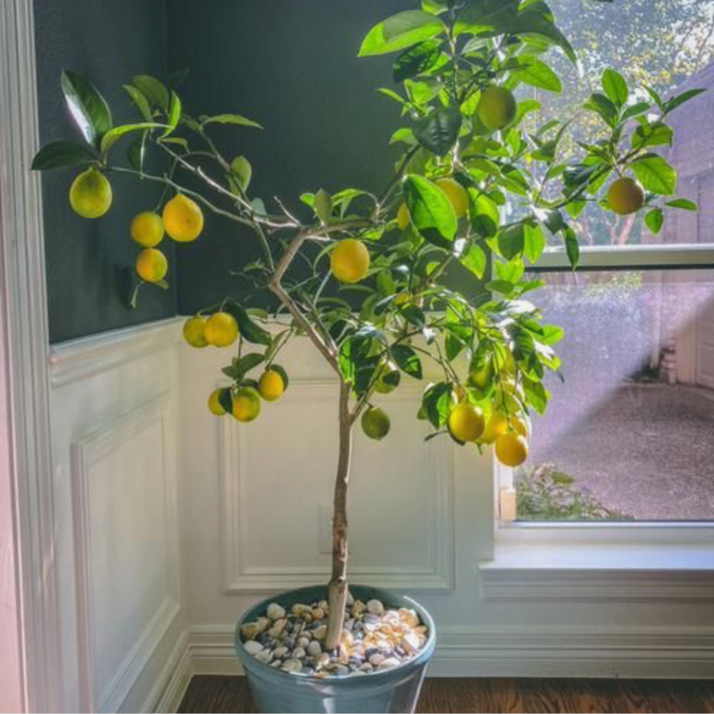 summer decor lemon tree