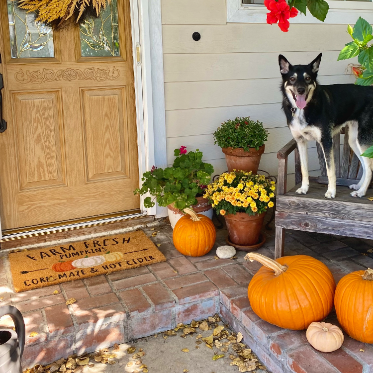10 Beautiful Front Porch Rug Ideas That Give a Warm Welcome